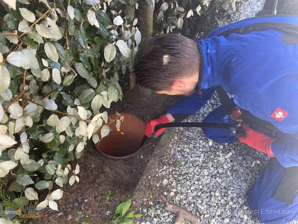Rioolvliegjes Ettenleur Rioolvliegjes Ettenleur